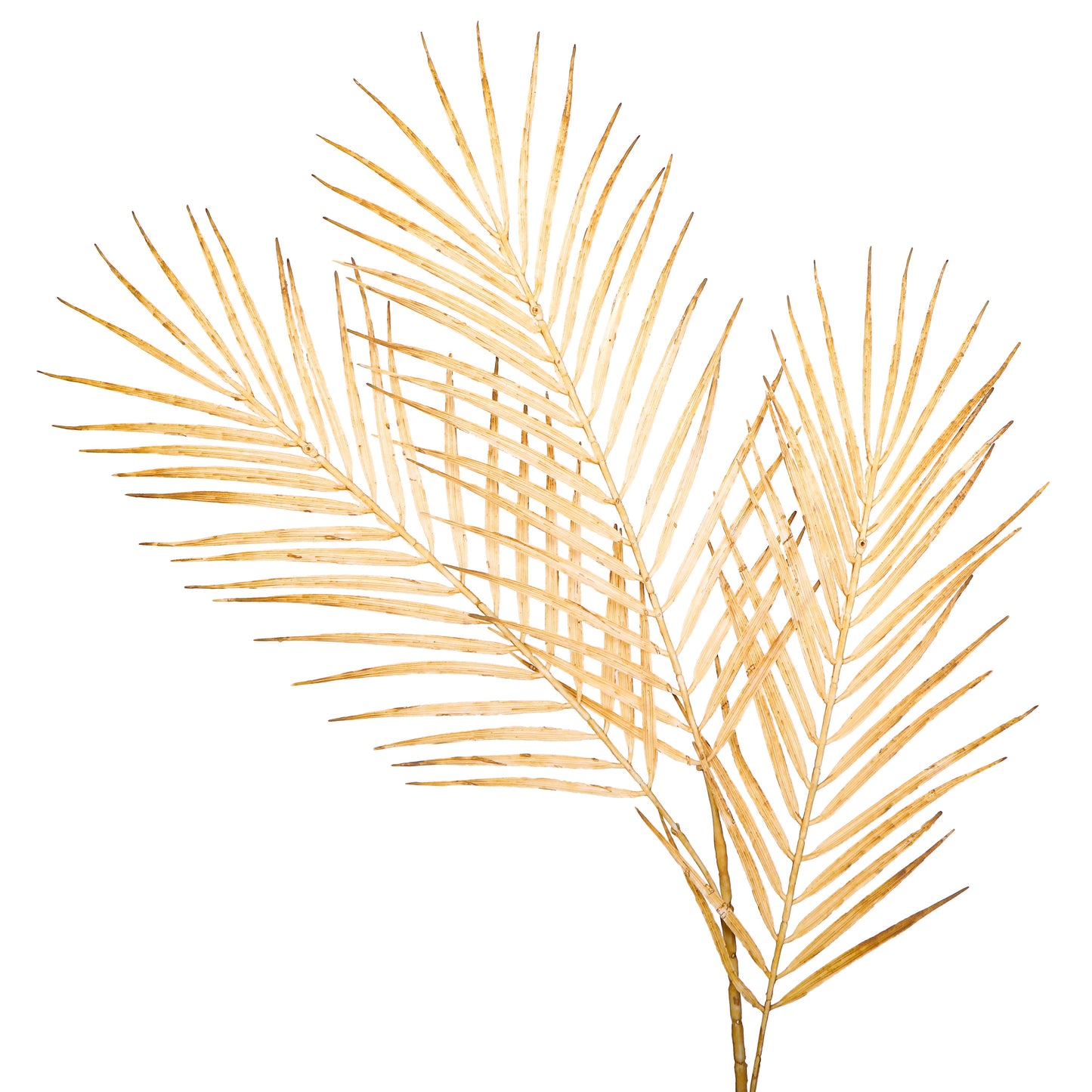 Flower Bunch - Big Fern Cream Sticks